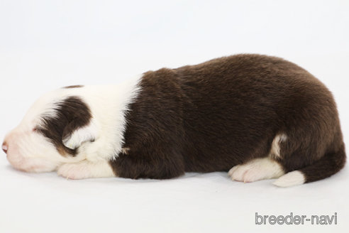 成約済の神奈川県のボーダーコリー-319175の8枚目